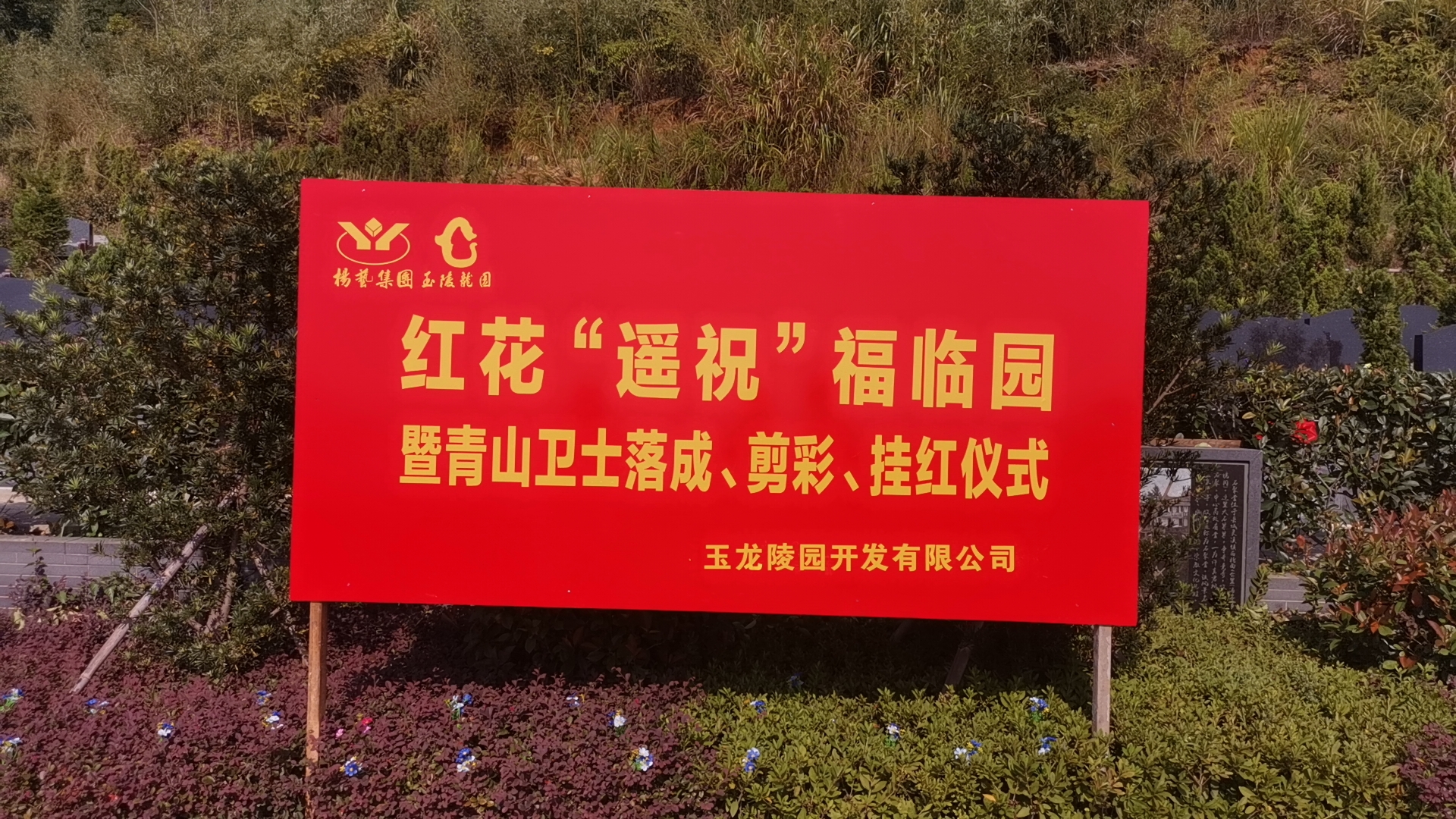 红花传爱意，情满玉龙园！